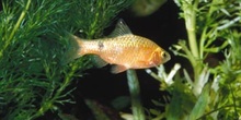 Barbo conchonius (Punctius conchonius)