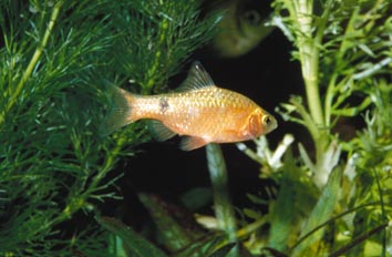 Barbo conchonius (Punctius conchonius)