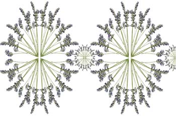 Doble elipse de ramas