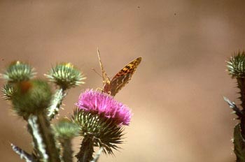 Pandora (Pandoriana pandora)