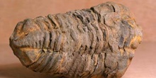 Flexicalimene (Trilobites) Ordovícico