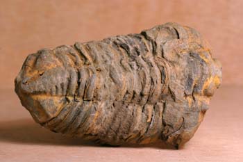 Flexicalimene (Trilobites) Ordovícico