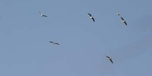 Gaviota reidora (Larus ridibundus)