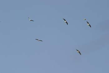 Gaviota reidora (Larus ridibundus)