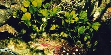 Alga verde (Cloroficea)