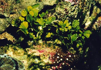 Alga verde (Cloroficea)