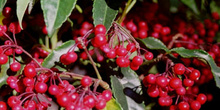 Ardisia (Ardisia crenata)