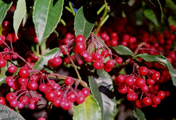 Ardisia (Ardisia crenata)