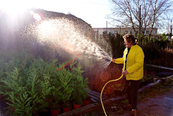 Mujer regando las plantas en un vivero