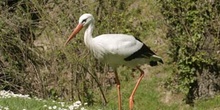 Cigüeña blanca (Ciconia ciconia)