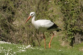 Cigüeña blanca (Ciconia ciconia)