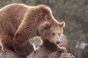 Oso pardo (Ursus arctos)