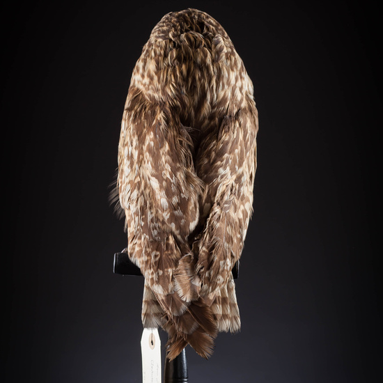 IES_SANISIDRO_MUSEO_Aves_058