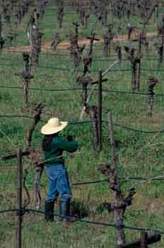 Viñedos del valle de Santo Tomás, México