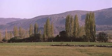 Chopo temblón - Porte (Populus tremula)