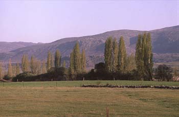 Chopo temblón - Porte (Populus tremula)