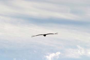 Buitre leonado (Gyps fulvus)