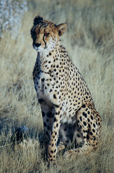 Guepardo sentado, Namibia