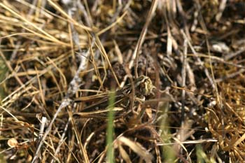 Saltamontes (Acrididae fam.)