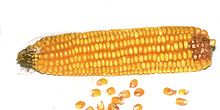 Mazorca y granos de maíz