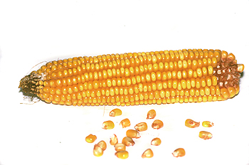 Mazorca y granos de maíz