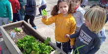 L@s alumn@s de Infantil 4 años en el huerto_CEIP FDLR_Las Rozas