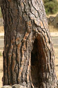 Pino piñonero-Corteza (Pinus pinea)