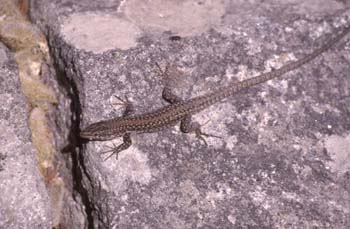 Lagartija ibérica ? Macho (Podacris hispanica)