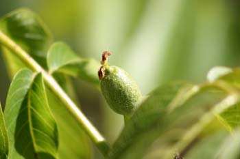 Nogal - Flor fem. (Juglans regia)