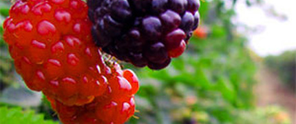 Enky García presenta Pobres criaturas