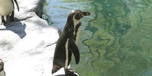 Pingüino de Magallanes (Spheniscus magellanicus)