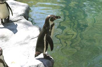 Pingüino de Magallanes (Spheniscus magellanicus)