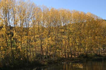 Chopo temblón - Chopera (Populus tremula)