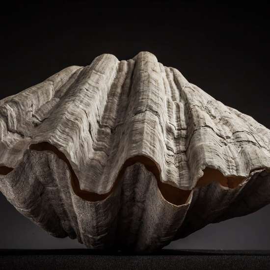 IES_CARDENALCISNEROS_CONCHAS_072