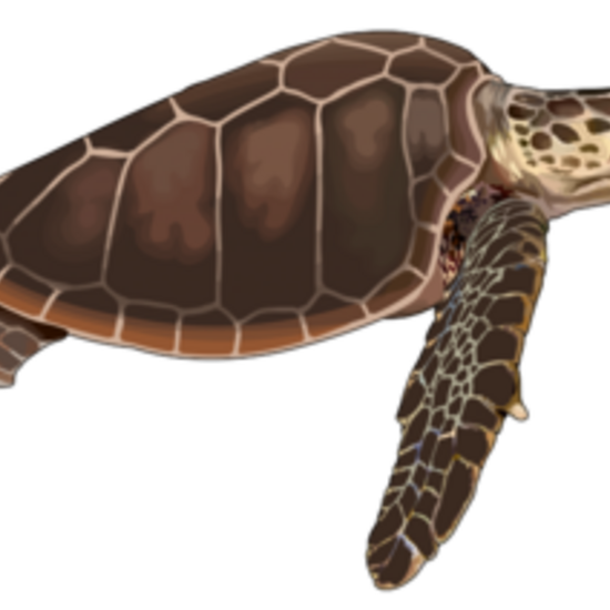 Tortuga