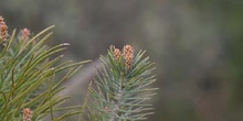 Pino carrasco - Hojas (Pinus halepensis)