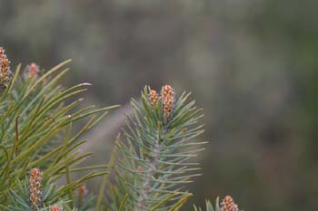 Pino carrasco - Hojas (Pinus halepensis)