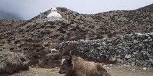 Templo stupa con yak