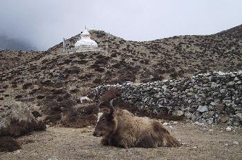 Templo stupa con yak