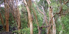 Bosque de Arrayanes, Argentina