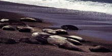 Lobos marinos del Sur, Argentina