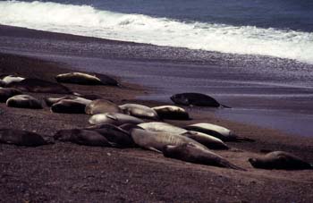 Lobos marinos del Sur, Argentina