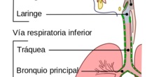 Esquema del aparato respiratorio