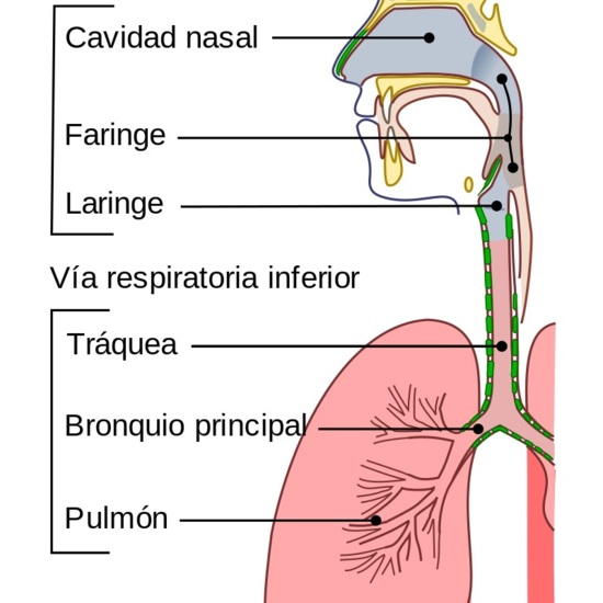 Esquema del aparato respiratorio