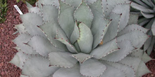 Planta, hojas (Agave)