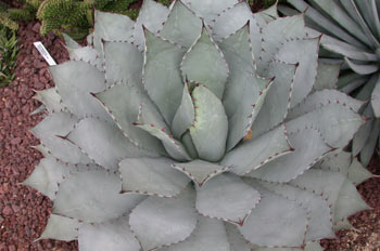Planta, hojas (Agave)