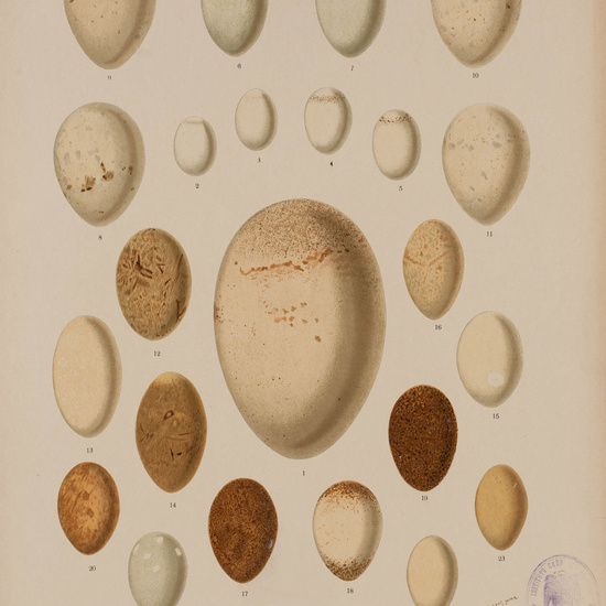 IES_CARDENALCISNEROS_AVES_LAMINAS_147