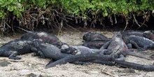 Iguanas marinas, Amblyrhynchus cristatus, Ecuador