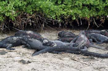 Iguanas marinas, Amblyrhynchus cristatus, Ecuador