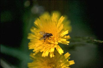 Mosca común (Musca domestica)